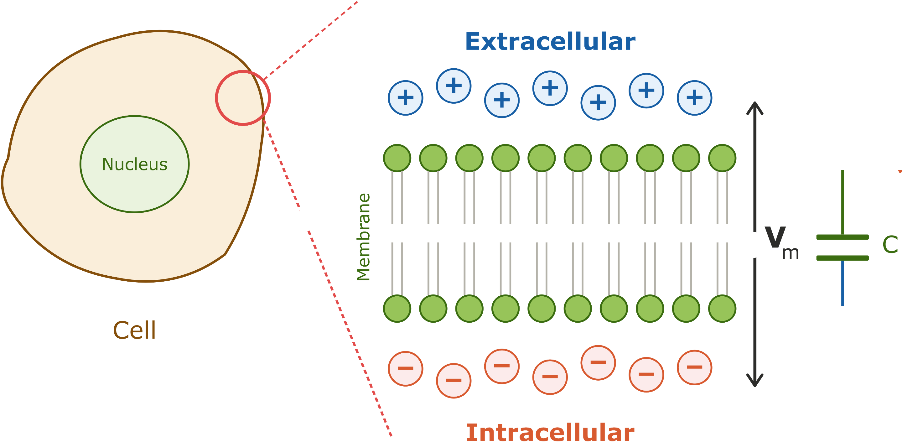 Label-free imaging of beta cell networks